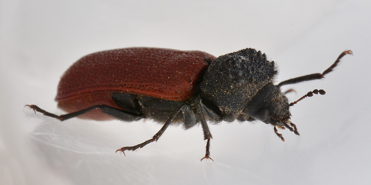 Bostrichidae: Bostrichus capucinus? S.